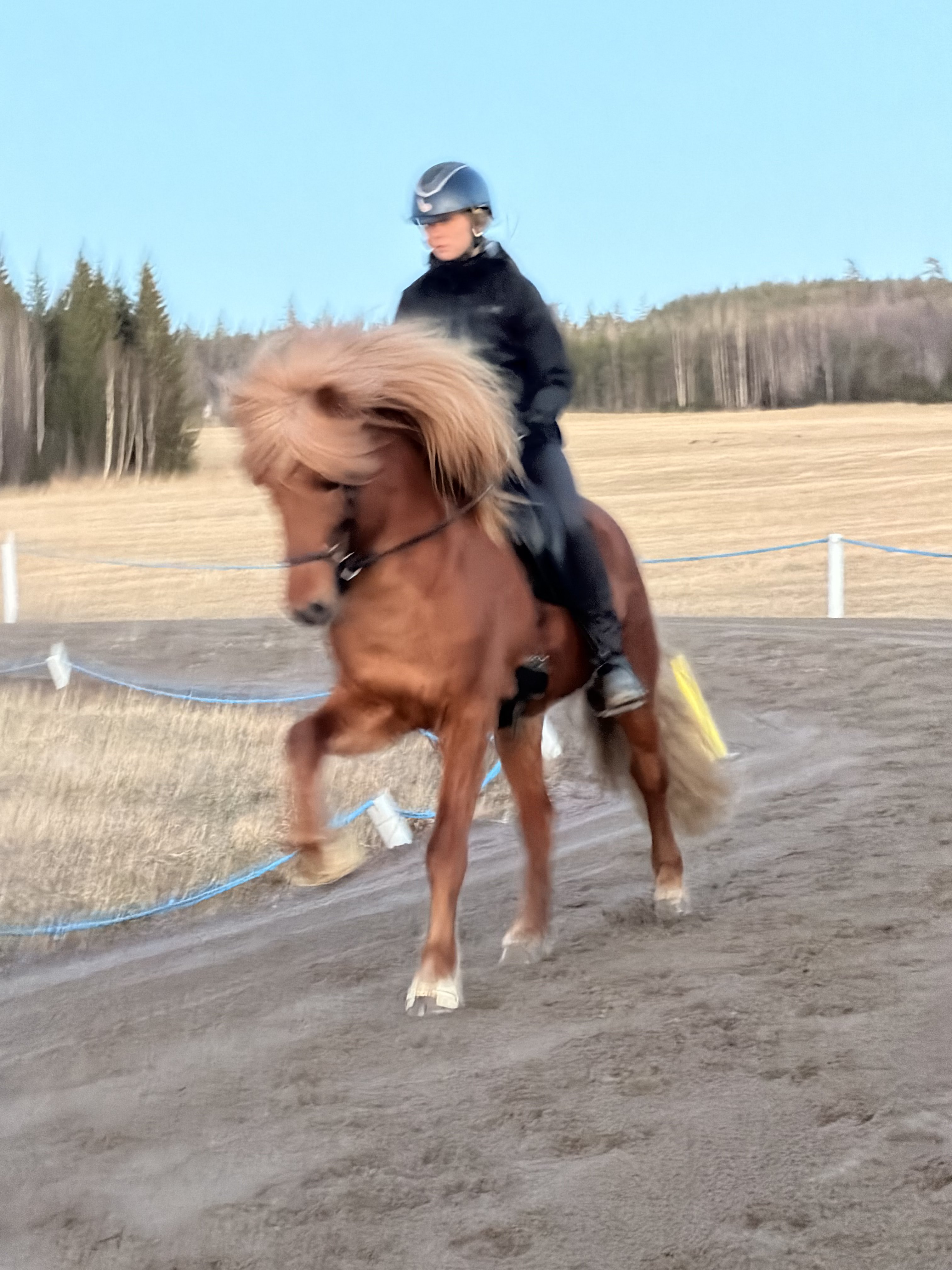 Musta islanninhevonen kultaisessa valossa
