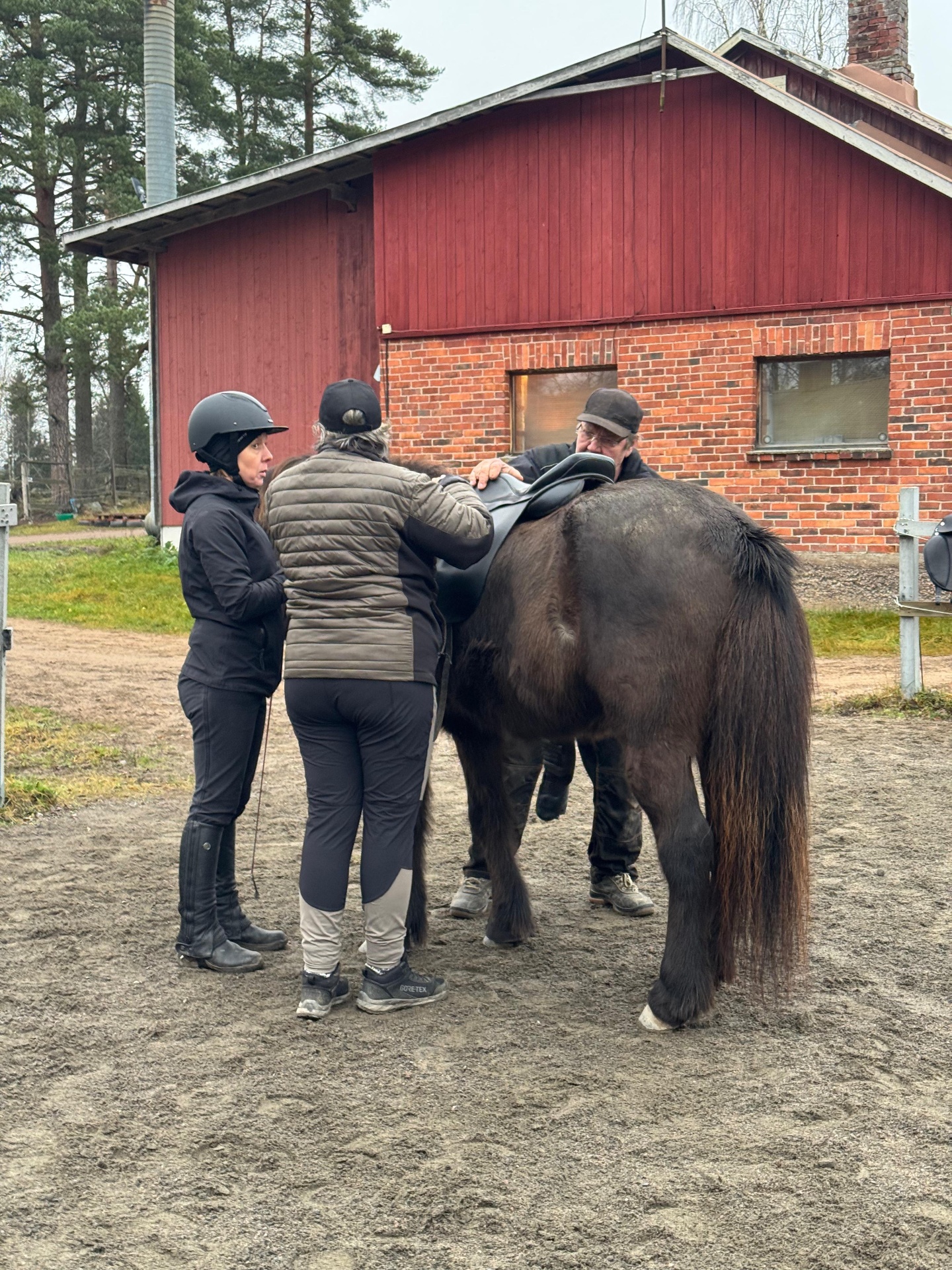 Satulan sovitus hevoselle tilan pihalla