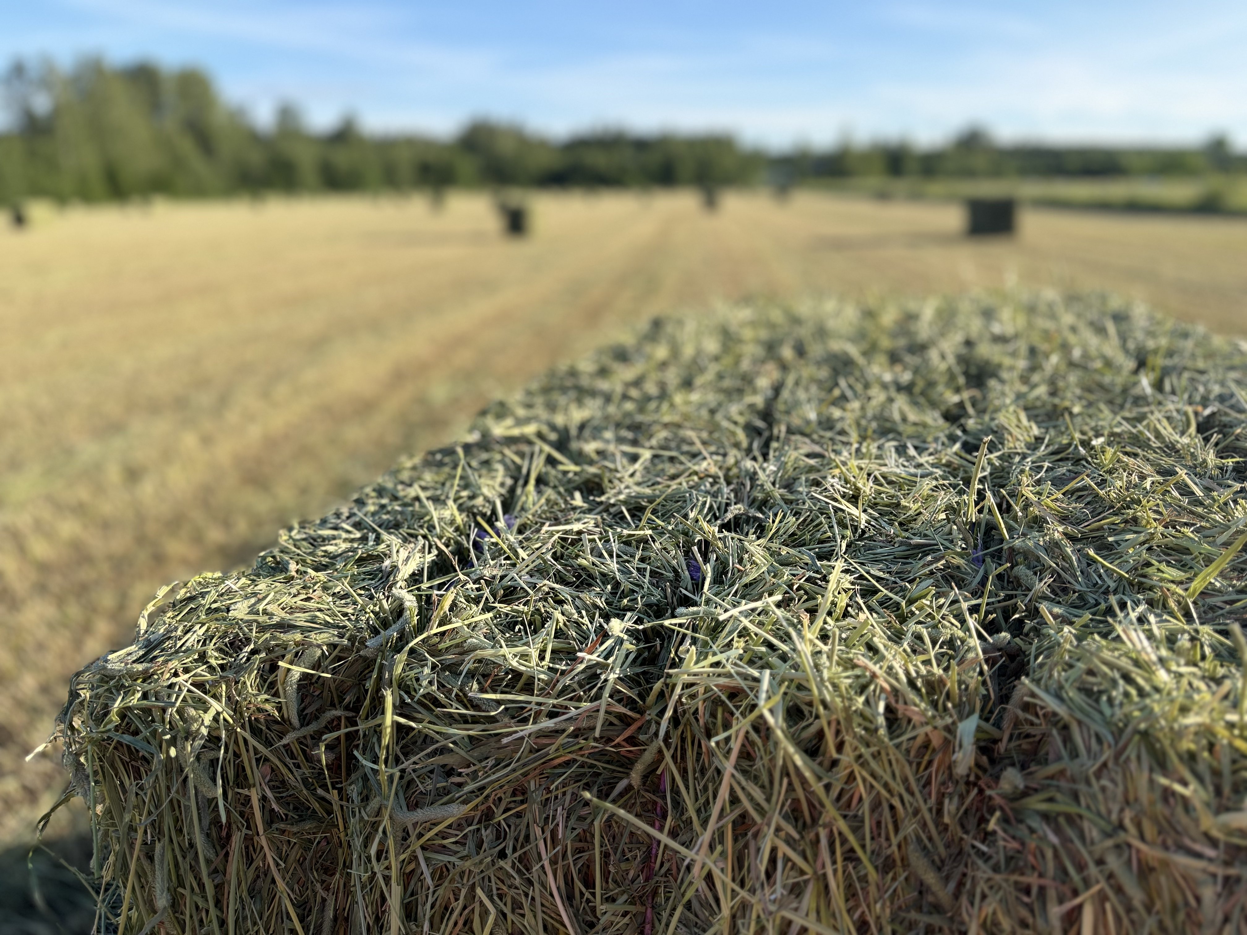 Kultaisia heinäpaaleja pellolla ilta-auringossa