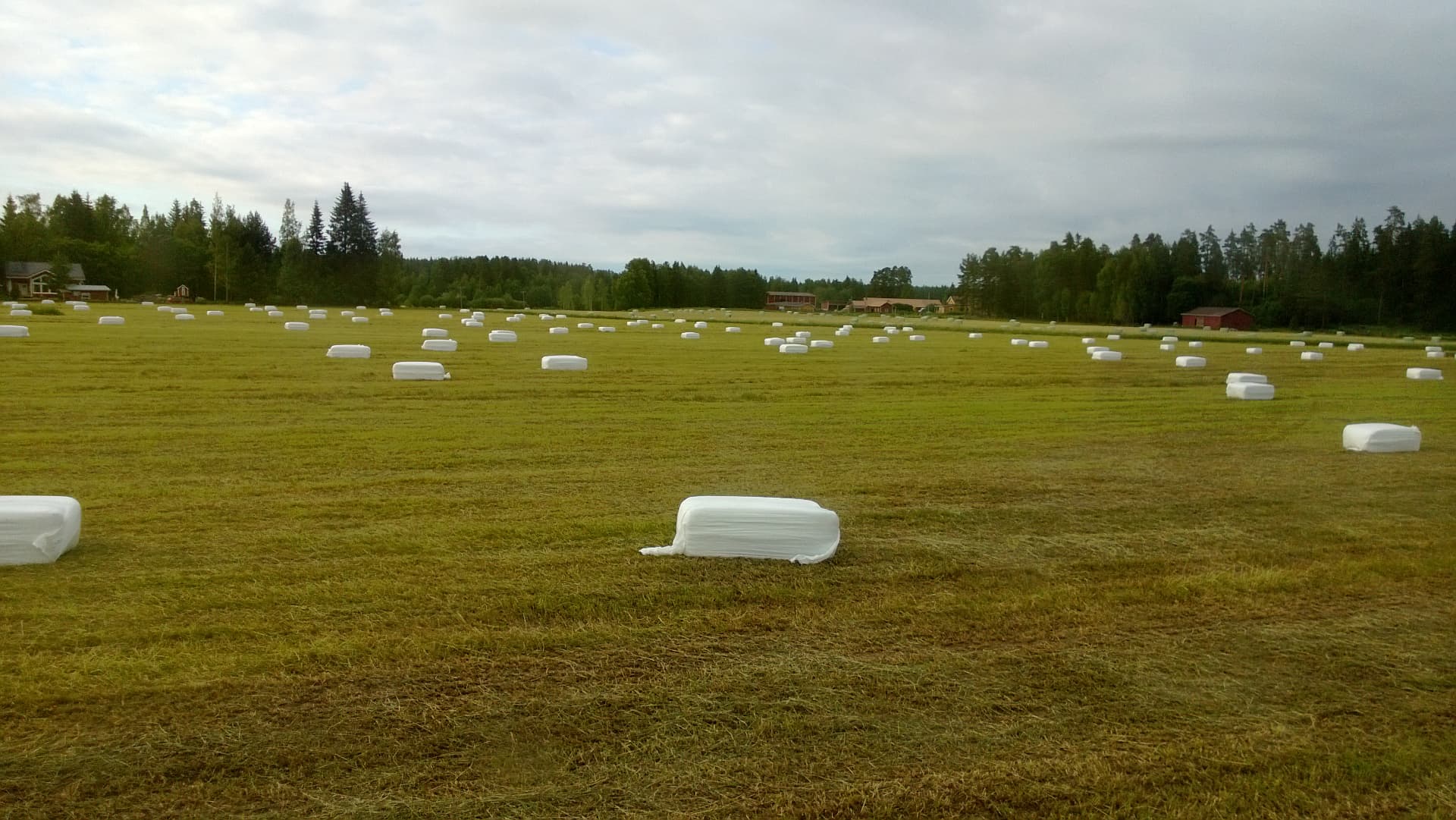 Käärittyjä säilöheinäpaaleja Kaakkolan pellolla